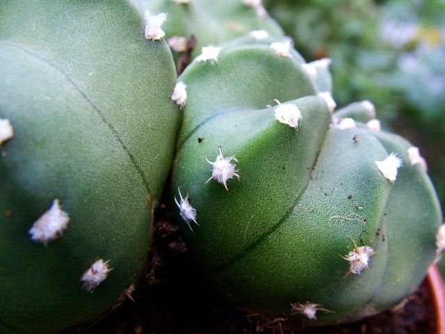 Echinopsis _subdenudata _03